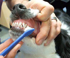 cepilla los dientes del perro