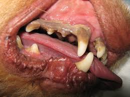 limpieza dental en perros