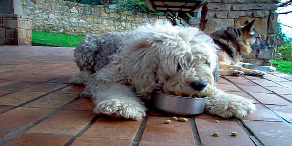 dieta blanda faringitis en perros