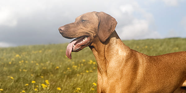 remedios faringitis en perros