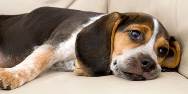 sintomas faringitis en perros